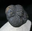 Enrolled Morocops Trilobite - Foum Zguid, Morocco #28144-1